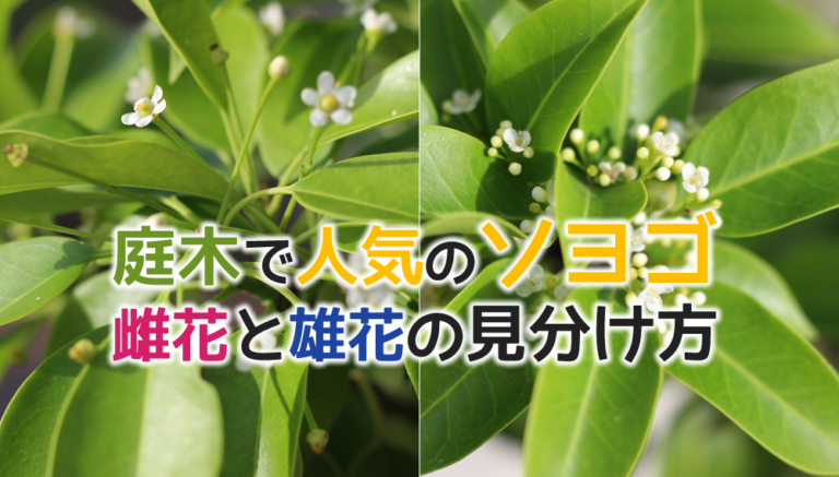 ソヨゴ雌木の見分け方